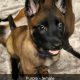 Purebred Belgian Malinois Puppies for Sale